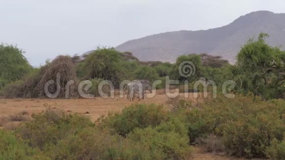 格林威治下的斑马在绿树旁放牧桑布鲁保护区的树木视频的预览图