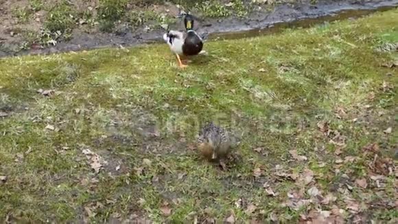 两只野鸭在草地上散步视频的预览图