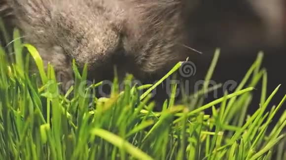 猫吃猫草灰猫吃猫草非常特写镜头视频的预览图