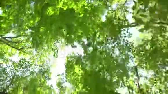 走在森林里望着树顶视频的预览图