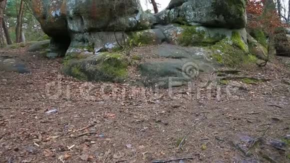 枫丹白露森林的岩石视频的预览图