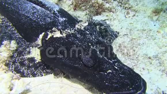 鳄鱼平躺在黑色的RajaAmpat中伪装成海视频的预览图