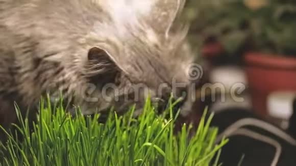猫在吃新鲜的绿色猫草或宠物草天然毛球治疗视频的预览图