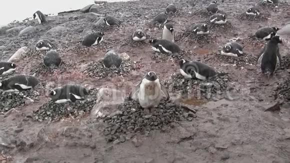 南极岛企鹅群Gentu视频的预览图