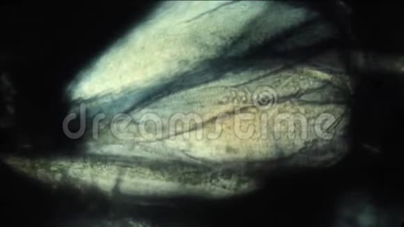 流动的血淋巴在两足动物的腿上视频的预览图