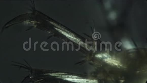 流动的血淋巴在两足动物的腿上视频的预览图