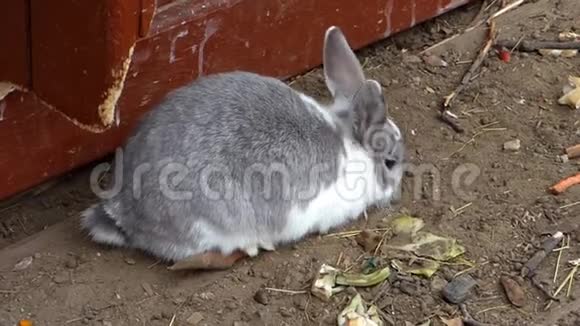 大毛绒兔吃胡萝卜和卷心菜视频的预览图