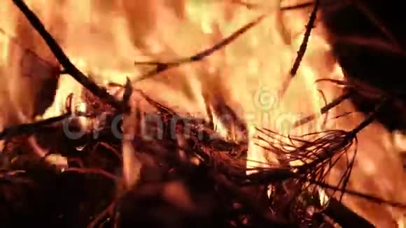 松针在火中燃烧视频的预览图