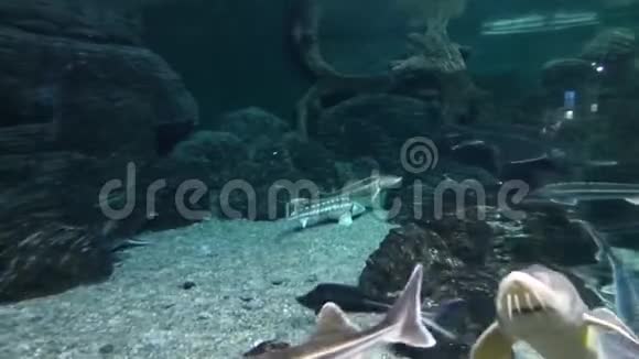 大鱼在岩石间的纯净水中游泳视频的预览图