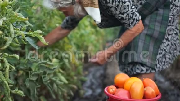 一个大桶的特写里面有红色和橙色的大番茄女房东收割蔬菜农业农村生活视频的预览图