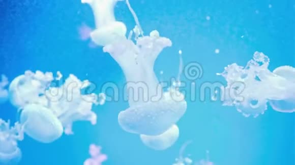 蓝色发光的白斑水母的精彩特写点状水母视频的预览图