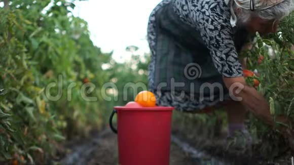 养恤金者的爱好家庭情节西红柿的收获一位老妇人从自己的灌木丛中撕下西红柿视频的预览图