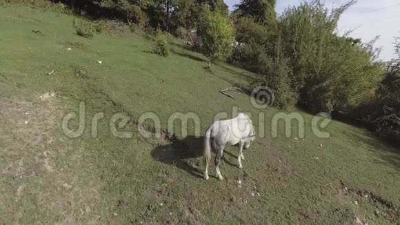 白马在大片绿草如茵的草地上自由放牧的美丽景色视频的预览图