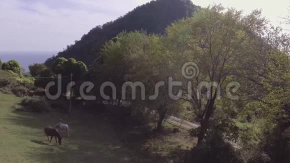 美丽的马在绿草如茵的大草原上自由放牧视频的预览图