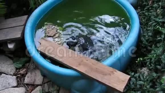 海龟在小花园游泳池里视频的预览图