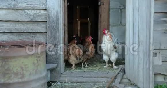 夏天鸡舍里的鸡视频的预览图