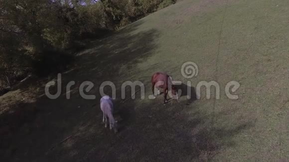 在阿布哈兹的农田里马在大的绿色草地上自由地吃草视频的预览图