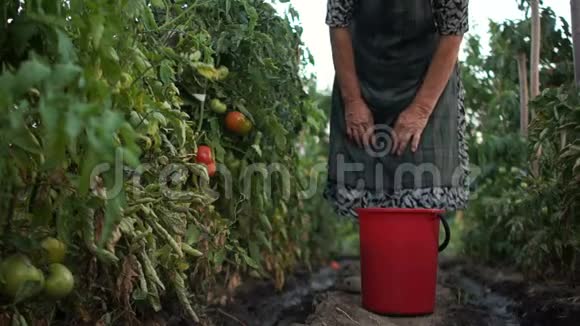 祖母在自己的花园里收集成熟的红西红柿环保蔬菜宅基地乡村生活夏季视频的预览图