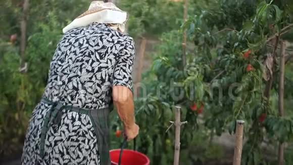 一位退休老人把花园里的西红柿撕了放在一个红色的大桶里繁重的工作有机农业视频的预览图