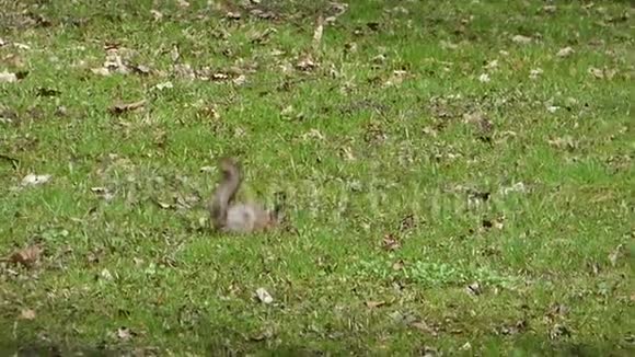 欧亚红松鼠快速奔跑视频的预览图