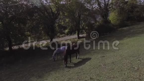可爱的马在阿布哈兹农场的大片绿草如茵的牧场上自由放牧视频的预览图