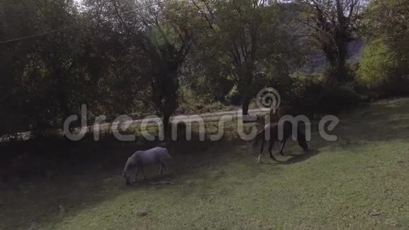 美丽健康的大马在绿色的大草原上自由放牧视频的预览图