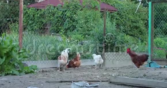夏天鸡舍里的鸡视频的预览图