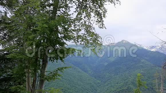 美丽的风景前景中的树木和背景中的山脉视频的预览图