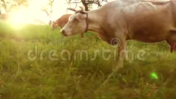 在明亮的夕阳下牛在牧场上吃草牛在农场吃草养殖牛视频的预览图