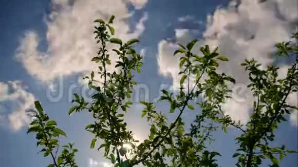 美丽的绿树在蓝天下时光流逝视频的预览图