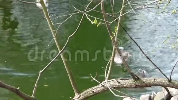 绿鹅在树枝后面的绿水中游泳视频的预览图