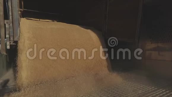 用汽车在仓库里卸下小麦从卡车上卸下小麦把小麦装入筒仓视频的预览图