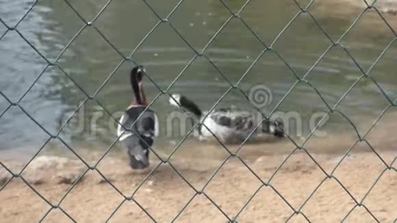两只模糊的红胸鹅在金属栅栏后面视频的预览图
