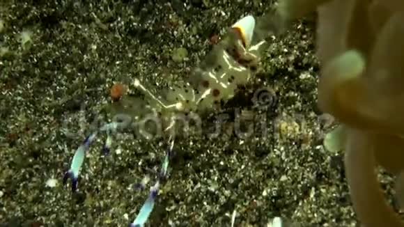 苏拉威西兰贝赫海峡沙上海葵附近的原始虾视频的预览图