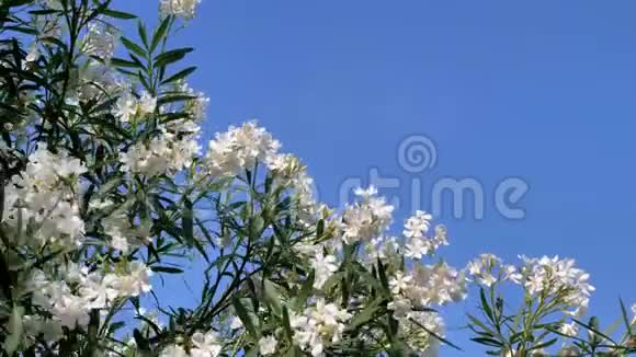 白色花瓣夹竹桃在微风中挥动蓝天背景4k视频慢动作视频的预览图