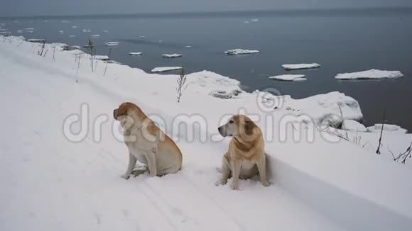冬季两只拉布拉多犬在海岸线上视频的预览图