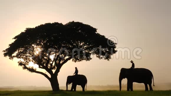 大象和狮子座的剪影在早晨是一个自然的风景视频的预览图