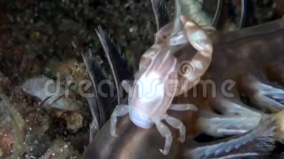 苏拉威西兰贝赫海峡软珊瑚海笔蟹视频的预览图