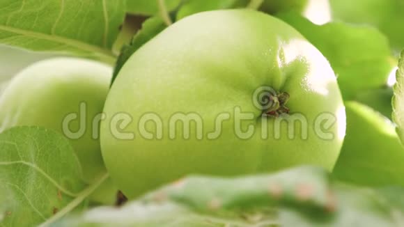 绿苹果在树上特写镜头苹果在树上美丽的苹果在阳光下成熟在树枝上视频的预览图