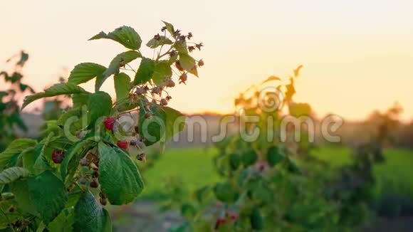日落背景下的一枝覆盆子灌木在傍晚的田野里有成熟浆果的覆盆子灌木视频的预览图