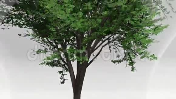 绿色能量灯泡里有树视频的预览图