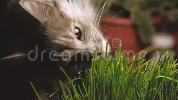 灰色猫滑稽的脸吃有机草特写视频的预览图
