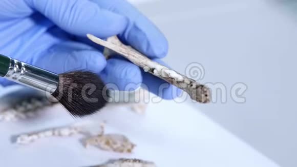 在自然研究实验室工作的考古学家实验室助理清洁动物骨头双手戴手套视频的预览图
