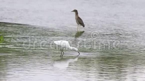 雪鹭在水中行走寻找食物4k镜头慢动作视频的预览图