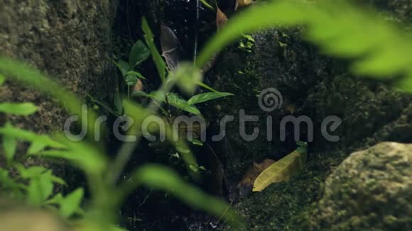 黑蜻蜓坐在雨林的岩石上在热带丛林里用石头把自己盖好生活中的野生昆虫视频的预览图