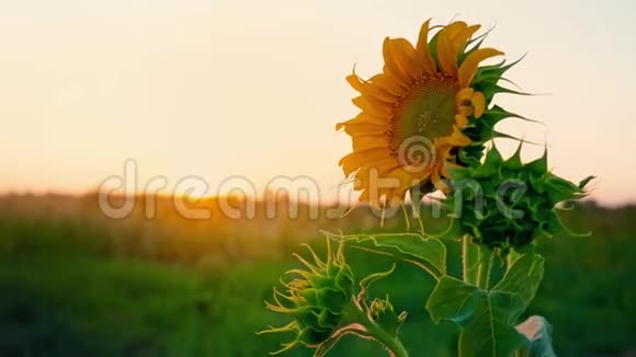 寂寞的年轻向日葵在田野里随风摇曳迎着夕阳太阳花的帽子视频的预览图