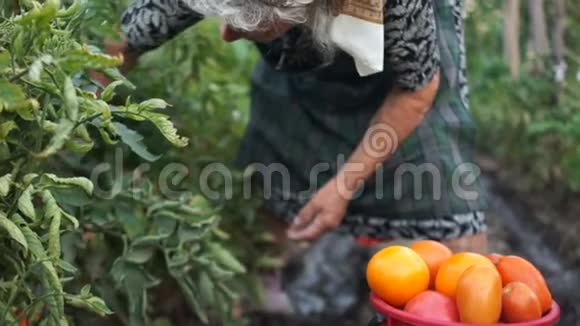 成熟的女人从灌木丛中撕下成熟的大红番茄皮肤黝黑的双手在皱纹中的特写把蔬菜放在一大堆里视频的预览图