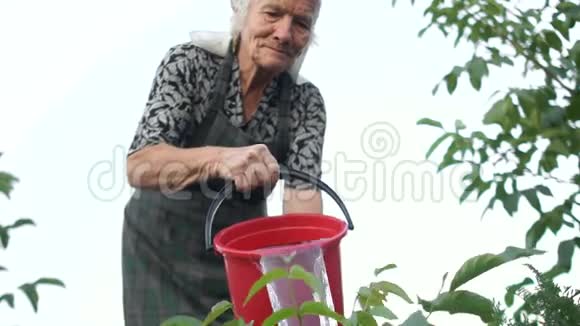奶奶用一个大红桶给她的花园浇水国家的生态牛奶生产农业养老金领取者视频的预览图