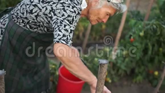 一个孤独的老妇人收集西红柿她很难走路和弯腰她靠在棍子上问题视频的预览图