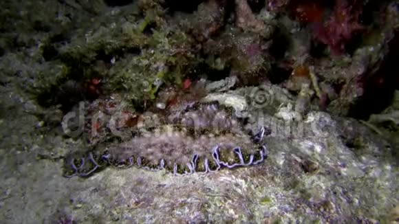 伦贝海峡夜间珊瑚上的耶洛波特扁虫视频的预览图